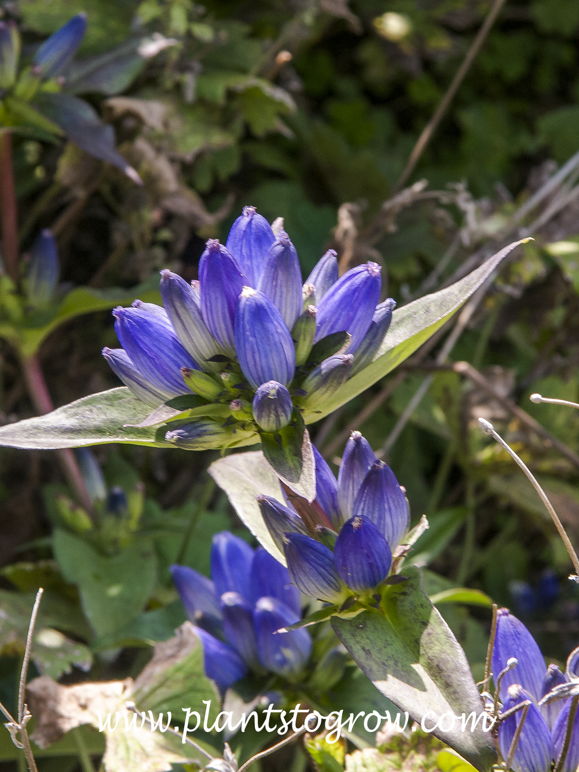 Closed Gentian (Gentiana andrewsii)
This picture was taken in September. It illustrates the closed flowers of the plant.